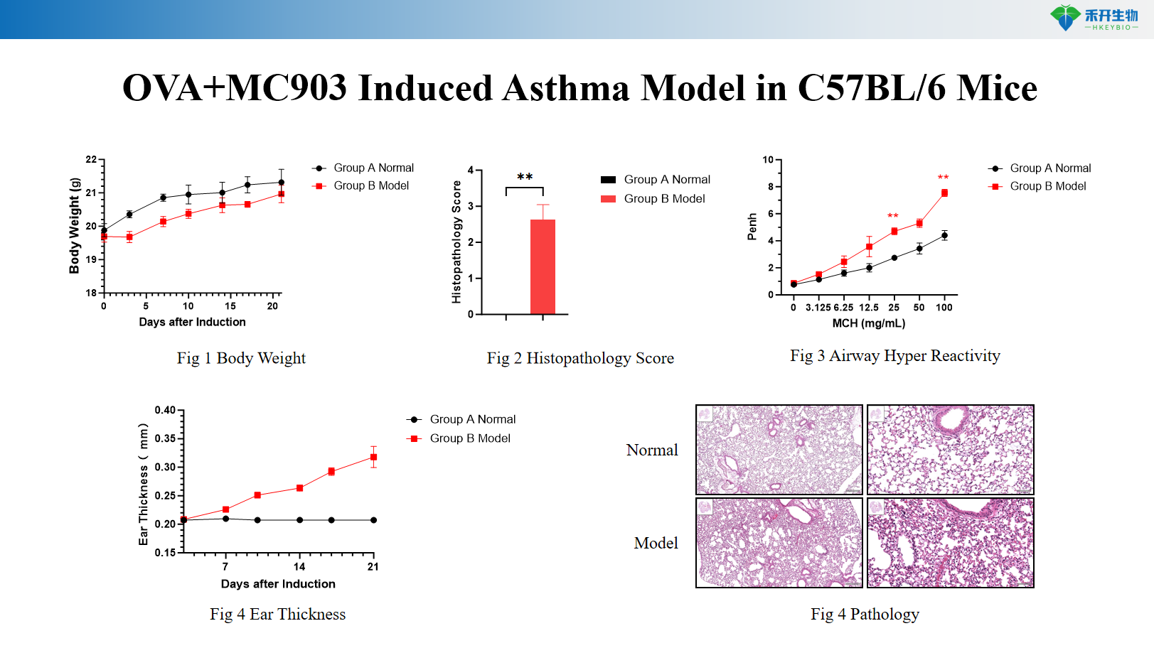 OVA+MC903 Induced Asthma Model in C57BL/6 Mice 4