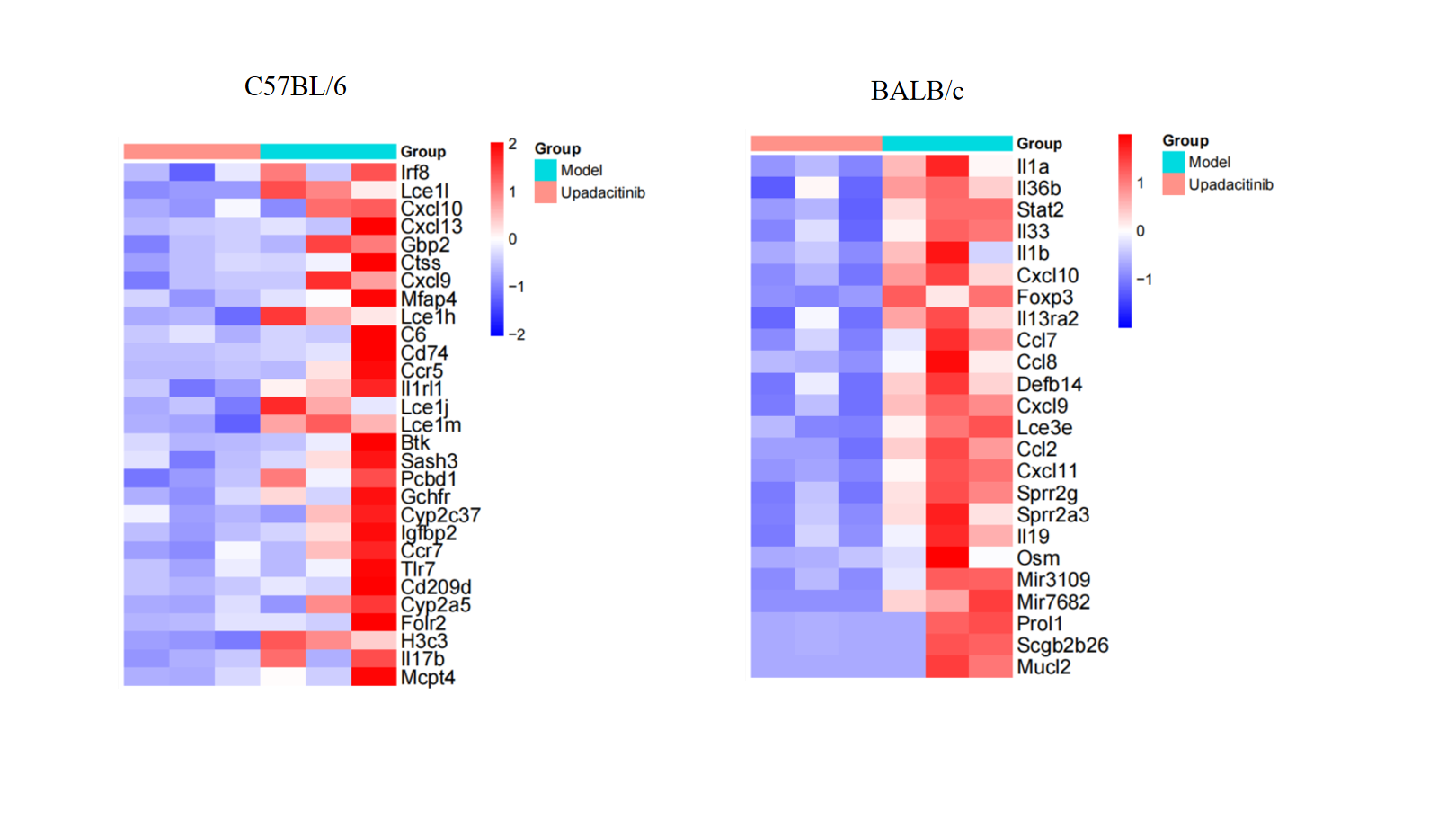 MC903 Induced BALB/c AD Model02 7