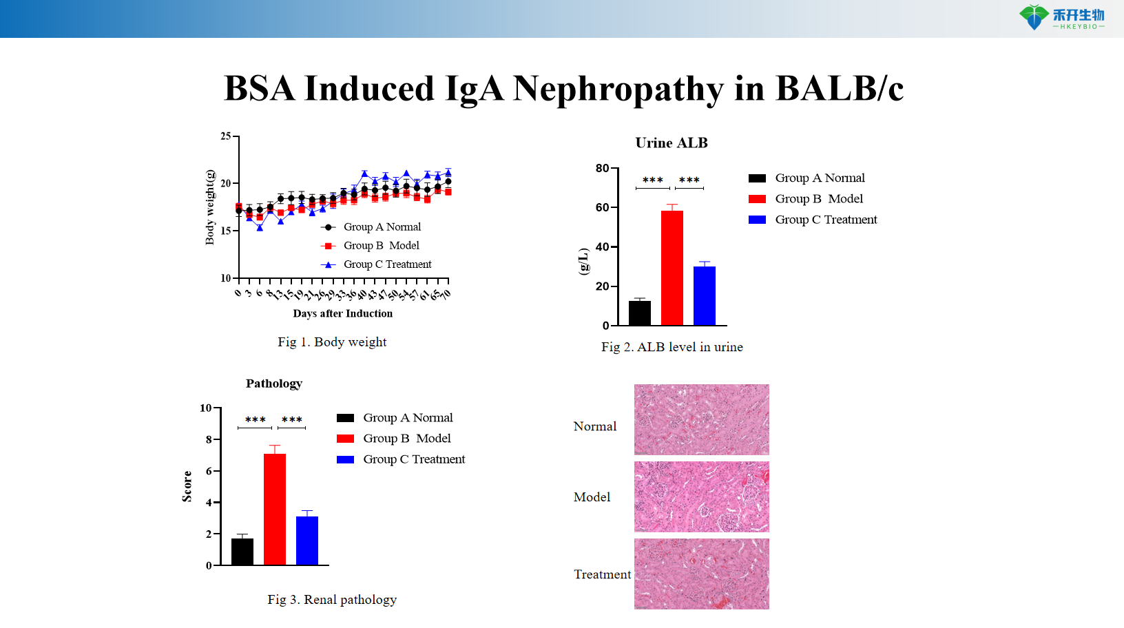 BSA Induced IgA Nephropathy in BALB/c ခ