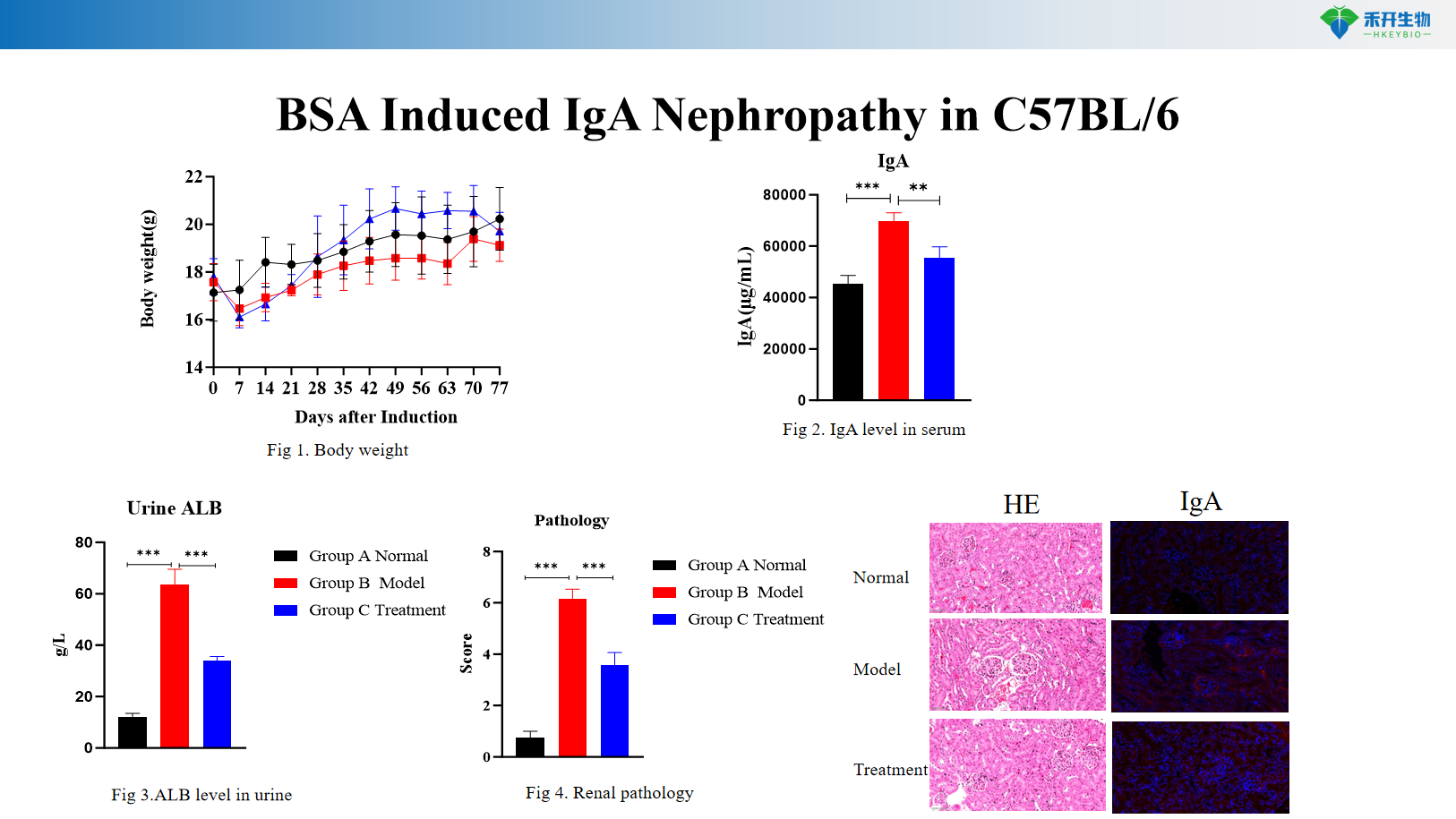 BSA Induced IgA Nephropathy in BALB/c ဂ