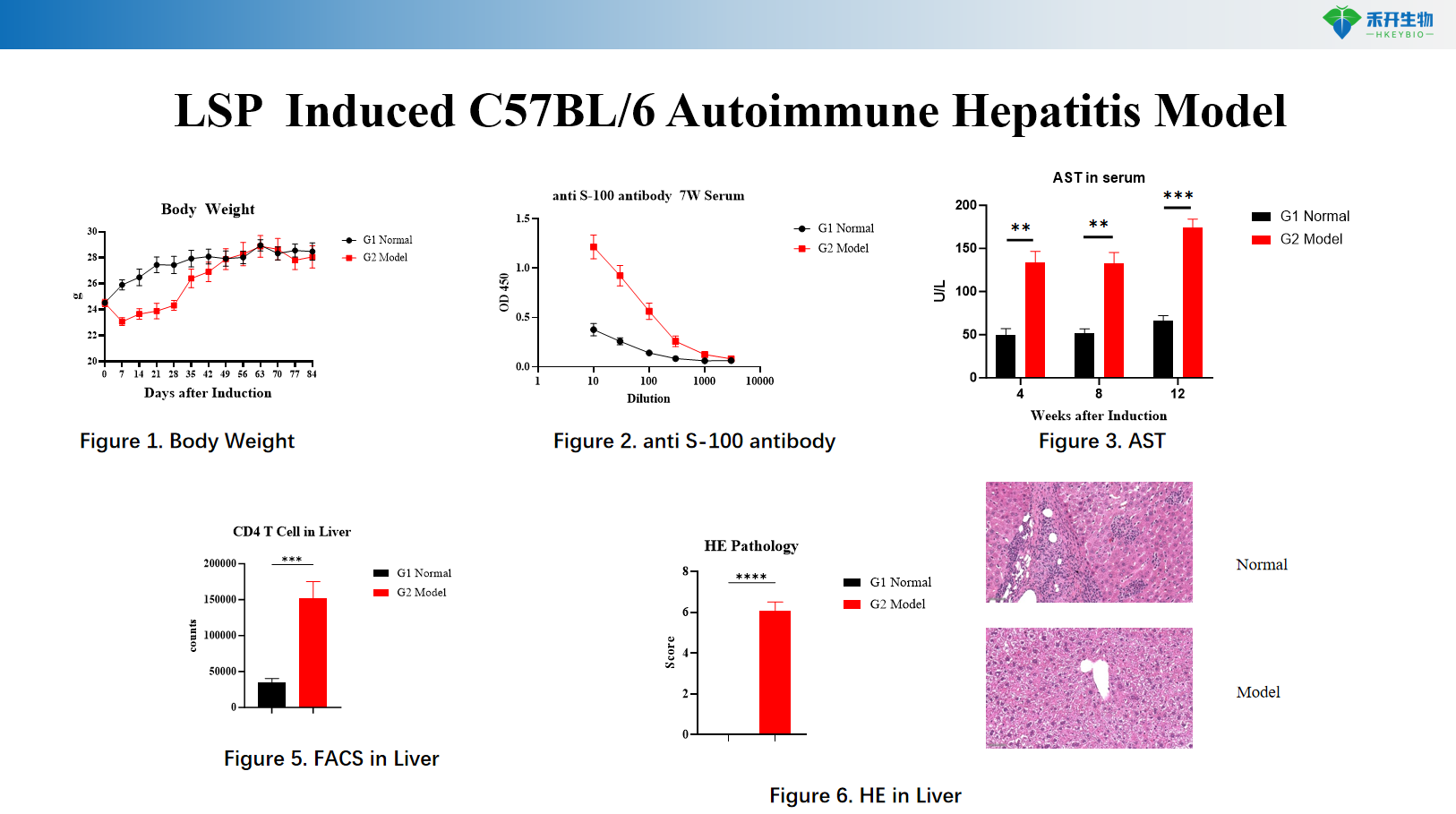LSP Induced C57BL/6 Autoimmune Hepatitis Model 2