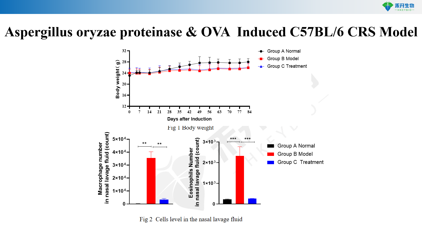 Aspergillus oryzae proteinase & OVA Induced C57BL/6 CRS Model 2