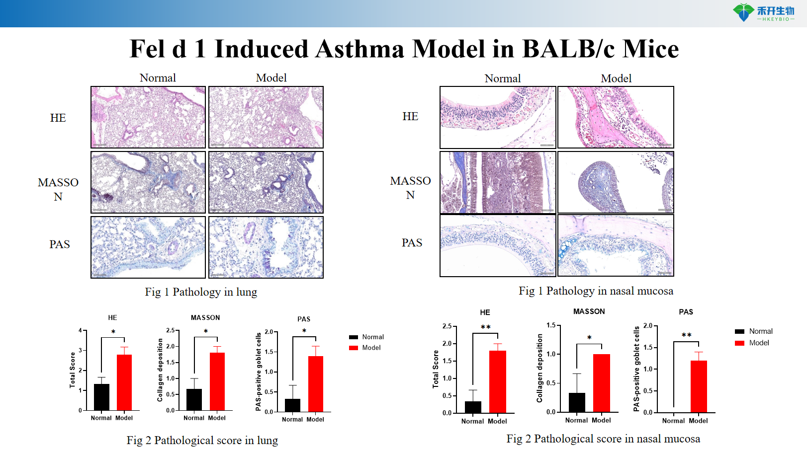 Fel d 1 Induced Asthma Model in BALB/c Mice 02 11