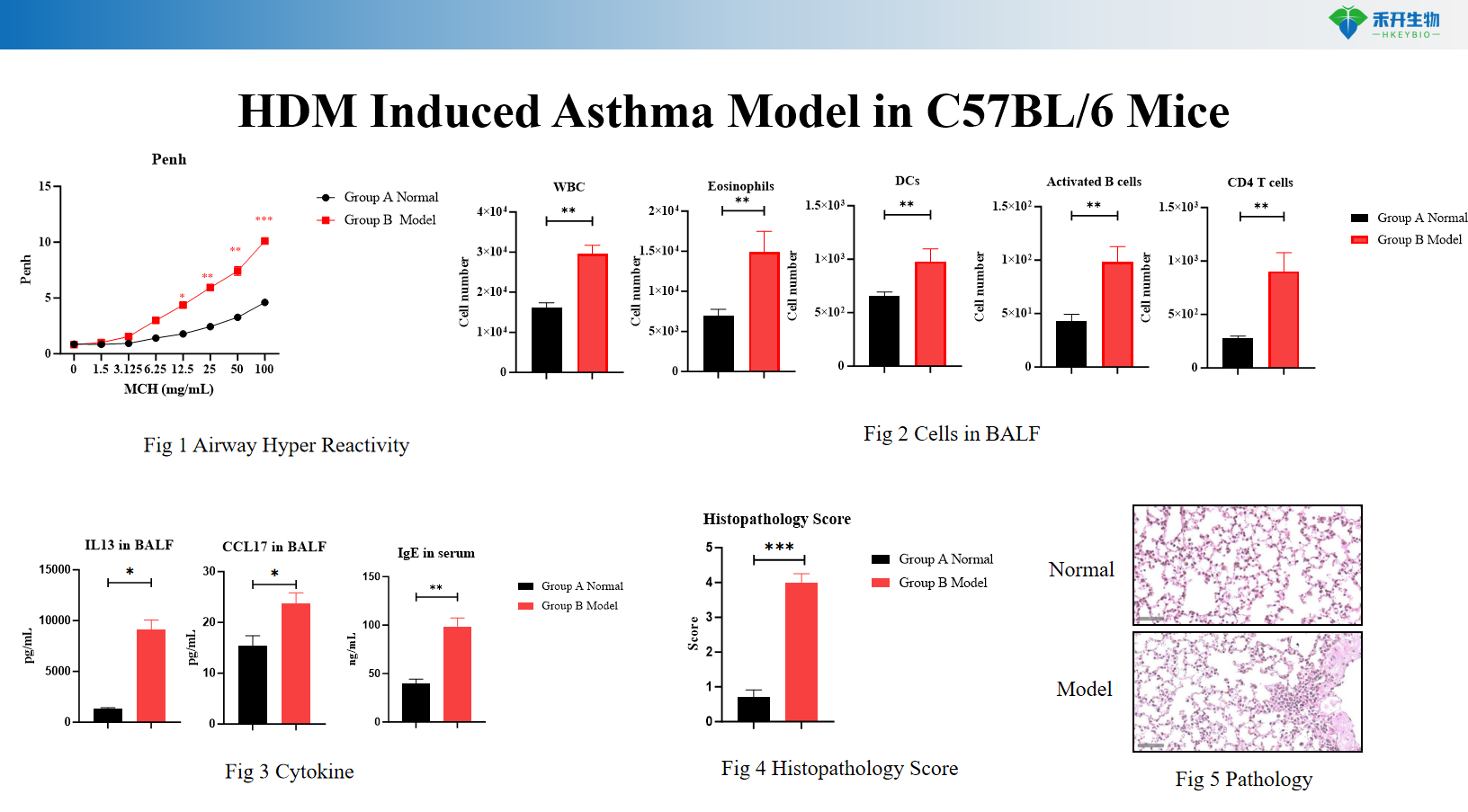 HDM Induced Asthma Model in C57BL/6 Mice 6