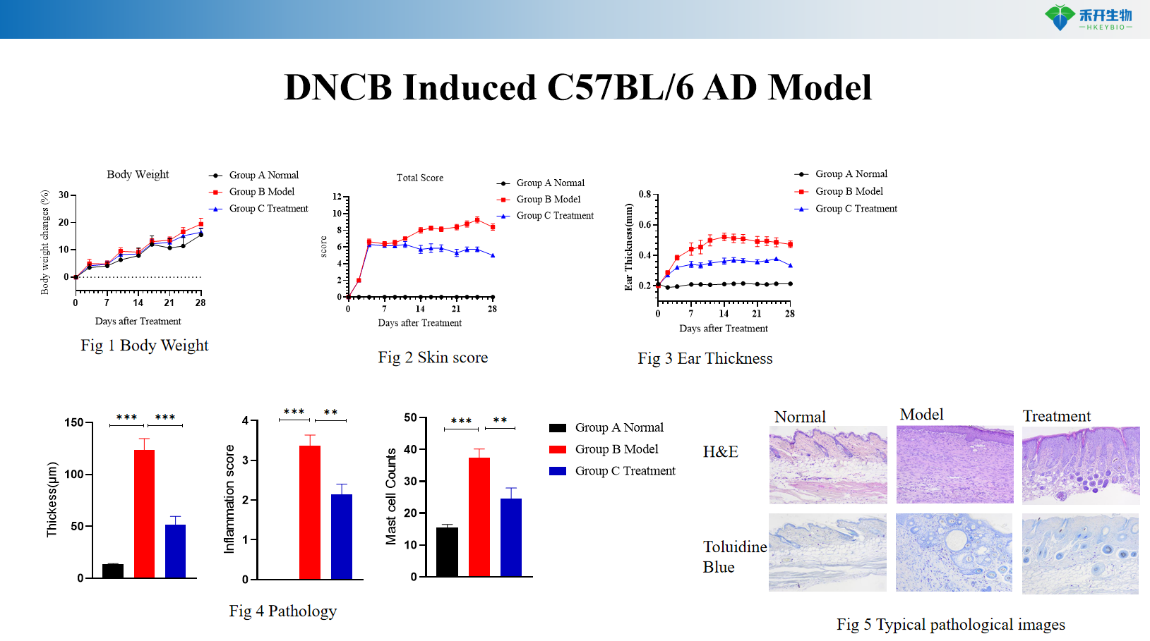 DNCB Induced C57BL/6 AD Model 1
