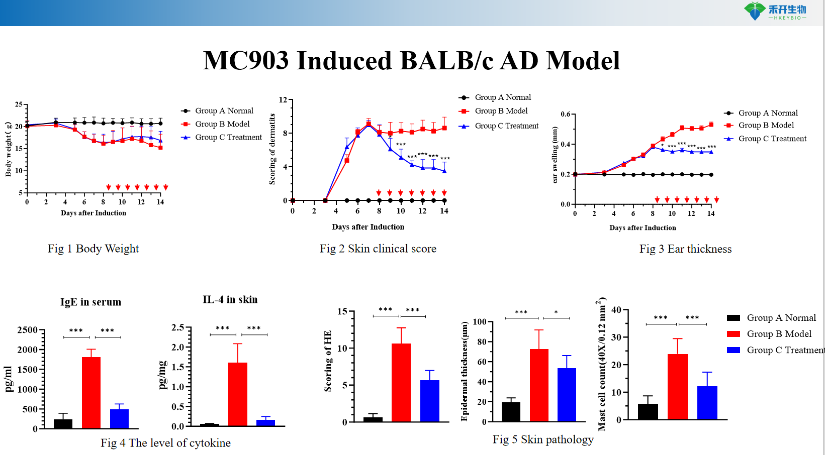 MC903 Induced BALB/c AD Model01 6