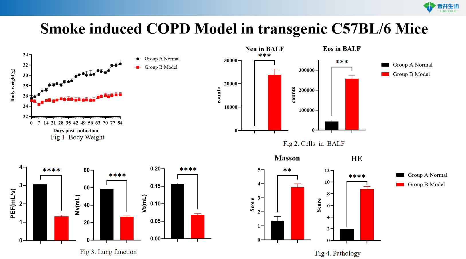 Smoke induced COPD Model in transgenic C57BL/6 Mice 4