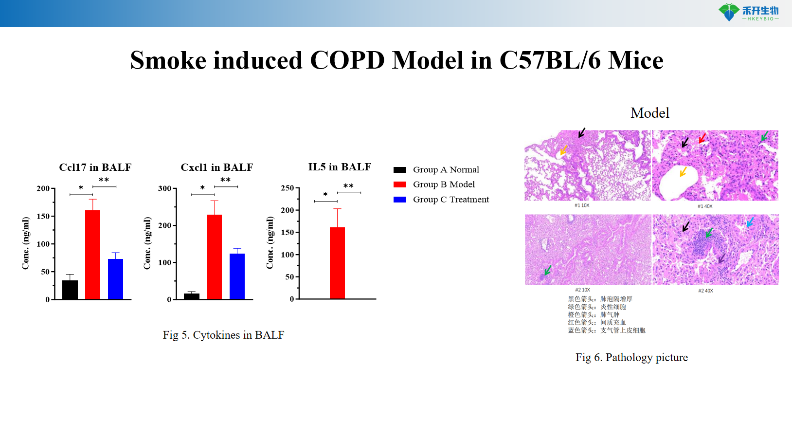 Smoke induced COPD Model in C57BL/6 Mice 3