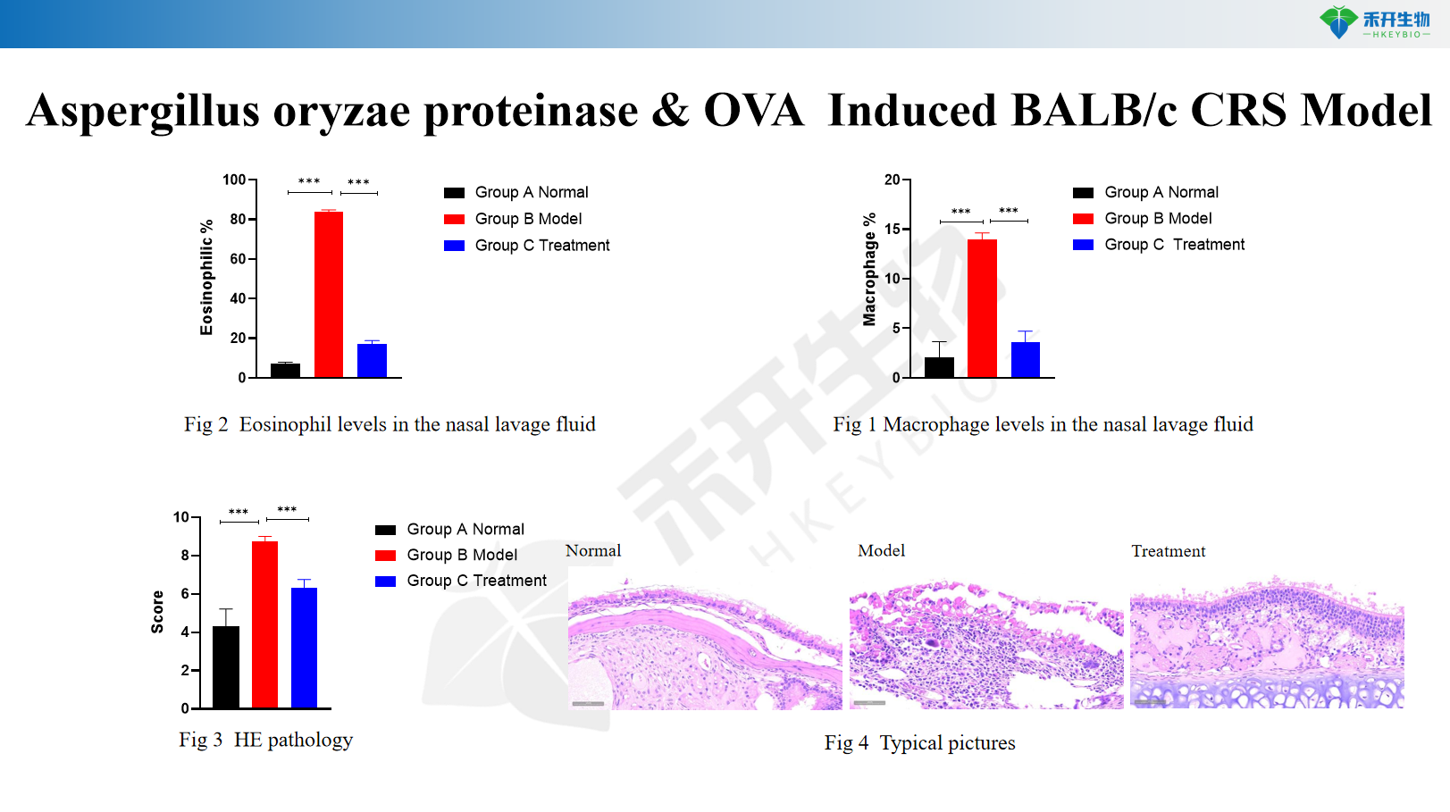 Aspergillus oryzae proteinase & OVA Induced BALB/c CRS Model 3