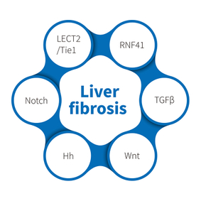 Liver Fibrosis -NHP