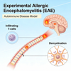 Rodent Experimental Autoimmune Encephalomyelitis (EAE) Models