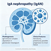 Mouse IgA Nephropathy (IgAN) မော်ဒယ်များ