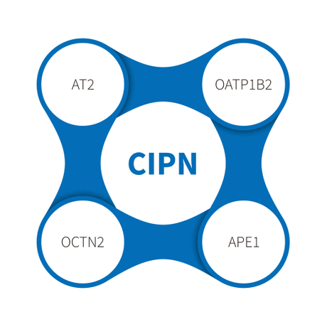 三级分类_化学療法誘発性末梢神経障害 (CIPN) .jpg