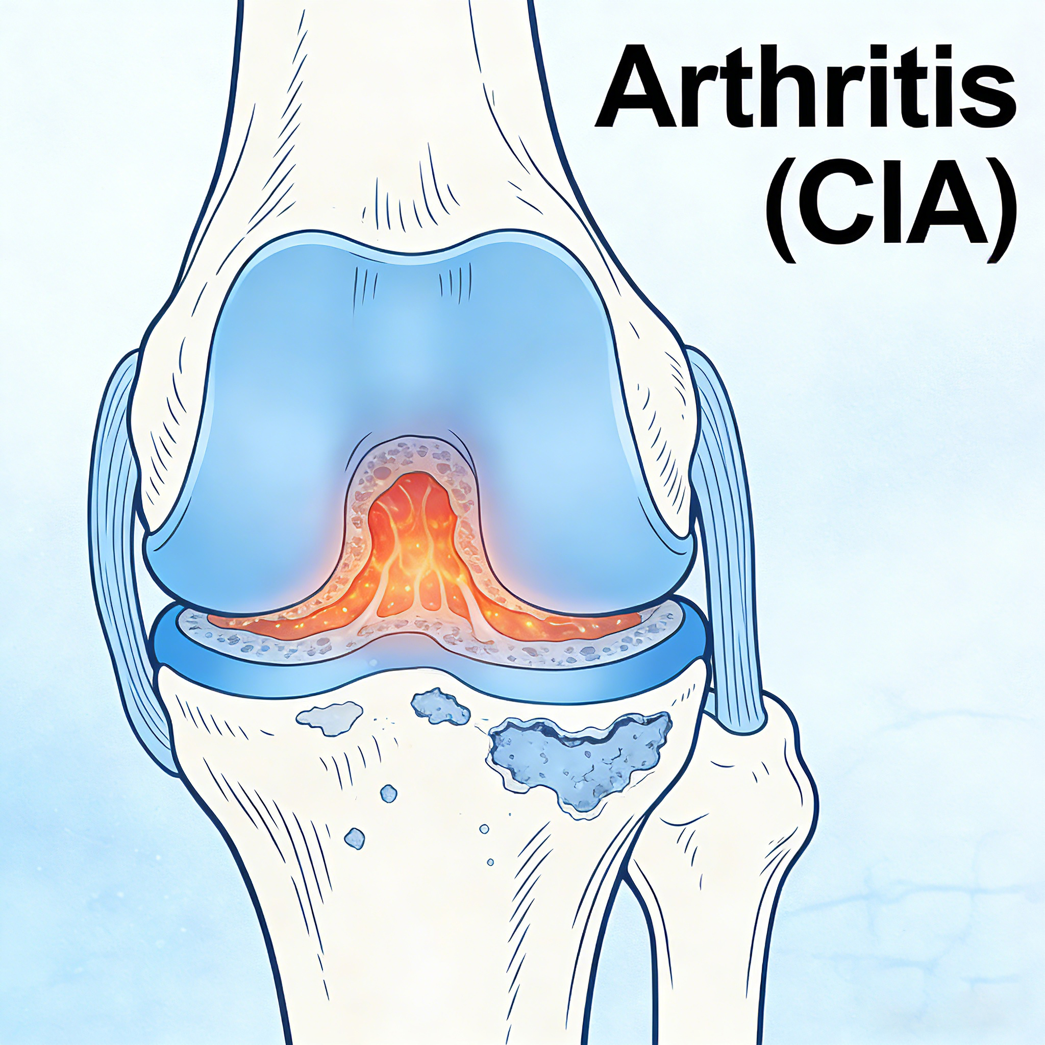 NHP Collagen Induced Arthritis (CIA) Models