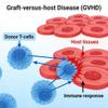 Mouse Graft-versus-Host Disease (GVHD) မော်ဒယ်များ