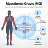 Nagetier-Myasthenia Gravis (MG)-Modelle