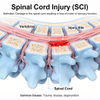 Rat Spinal Cord Injury (SCI) မော်ဒယ်များ