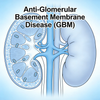 Rat Anti-Glomerular Basement Membrane Disease (GBM) Models
