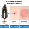 Rodent Passive Cutaneous Anaphylaxis (PCA) ပုံစံများ