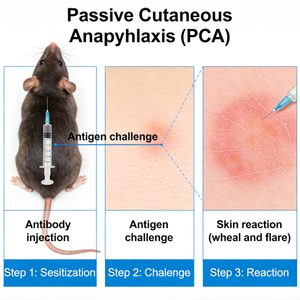 Rodent Passive Cutaneous Anaphylaxis (PCA) ပုံစံများ